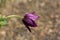 Side view of Pulsatilla vulgaris or Pasque flower herbaceous perennial flowering plant with dark violet blooming flower and hairy