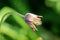 Side view of Pulsatilla vulgaris or Pasque flower herbaceous perennial flowering plant with dark violet flower starting to shrivel