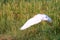 Side view of Pure White Crane flying, Soaring and green plants background