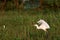 Side view of Pure White egret take off for flying, Soaring and green plants background