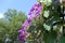 Side view of purple flowers of morning glory against blue sky