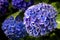 Side view of a purple hortensia flower