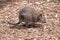 this is a side view of a quokka