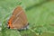 The side view of a rare Black Hairstreak Butterfly, Satyrium pruni, perched on a leaf with its wings closed.
