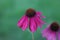 Side view of rare deep pink echinacea against soft green background