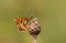 The side view of a rare Duke of Burgundy Butterfly, Hamearis lucina, perching on a plant.