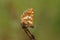 The side view of a rare Duke of Burgundy Butterfly, Hamearis lucina, perching on a twig.