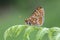 The side view of a rare Marsh Fritillary Butterfly, Euphydryas aurinia, perched on bracken.