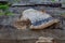 Side view of a red belt conk, also known as fomitopsis pinicola or stem decay fungus