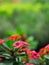 The Side View of Red Euphorbia milii Flowers Blooming