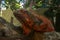 Side view of Red Iguana`s head. Red Iguana climbing up tree. Macro photo of large Iguana iguana. Portrait side view Red iguana