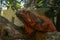 Side view of Red Iguana`s head. Red Iguana climbing up tree. Macro photo of large Iguana iguana. Portrait side view Red iguana