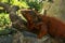 Side view of Red Iguana`s head. Red Iguana climbing up tree. Macro photo of large Iguana iguana. Portrait side view Red iguana