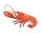 Side view red lobster realistic illustration