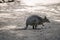 This is a side view of a red-necked pademelon