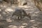 This is a side view of a red-necked pademelon