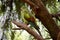 this is a side view of a regent parrot