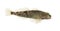 Side view Rhone streber, zingel asper, freshwater fish, isolated on white