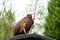 Side view of Ringneck Pheasant standing on roof with rain drops on his feathers, Phasianus colchicus or male - cock, The colourful