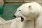 Side view of a roaring polar bear
