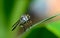 Side view of robber fly ( asilidae) hanging on green leaf