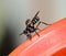 Side view of robber fly ( asilidae) hanging on red steel