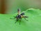 Side view of robber fly ( asilidae) standing on green leaf