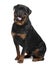 Side view of Rottweiler, sitting and panting