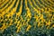 Side view of rows of sunflowers blooming in field