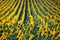 Side view of rows of sunflowers blooming in field