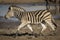 Side view of running zebra in mud with a muddy waterhole in the Kruger Park in South Africa