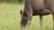 Side view of sambar deer in Khao Yai National Park Thailand