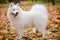 Side view of an Samoyed Spitz dog standing in full growth. A pet stands in the park on yellowed fallen leaves. She