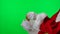 Side view Santa Claus in white gloves and red suit holds cup of tea in his hands and soaks Christmas homemade cookies in