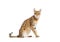 Side view of a Savannah F1 cat sitting. Is a hybrid cat cross between a serval and a domestic cat