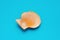 Side view scallop shell on blue background