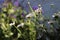 Side view of scentless chamomile plants in bloom