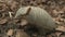 Side view of a screaming hairy armadillo