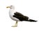 Side view of sea gull