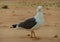 Side view of seagull bird on sunny Spanish beach of Fuerteventura