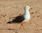 Side view of seagull bird on sunny Spanish beach of Fuerteventura