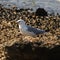 Side view of seagull on rocky beach with a steamer clam