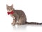 Side view of seated classy grey cat wearing red bowtie