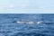 Side view of a Sei Whale Balaenoptera borealis and its blow hole as it surfaces for breath in the Atlantic Ocean