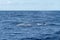 Side view of a Sei Whale Balaenoptera borealis and its dorsal fin as it surfaces for breath in the Atlantic Ocean