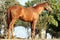 Side view shot of a young chestnut horse