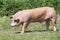 Side view shot of a young duroc breed pig on natural environment