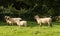 Side view of Shropshire sheep in meadow