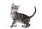 Side view of a Silver bengal cat kitten looking up, isolated