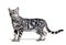 Side view of a Silver bengal cat, standing and looking up